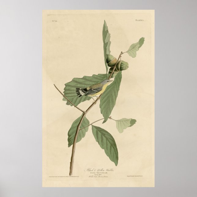 Bird, America, Black Yellow Warbler, Audubon, Vint Poster (Vorne)