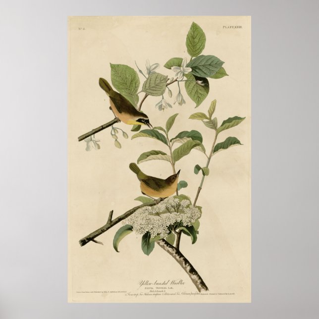 Bird, America, Yellow Breastler Warbler, Audubon Poster (Vorne)