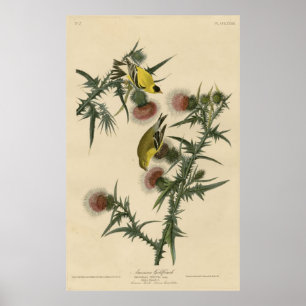 Bird, Amerika, American Goldfinch, Audubon, Poster