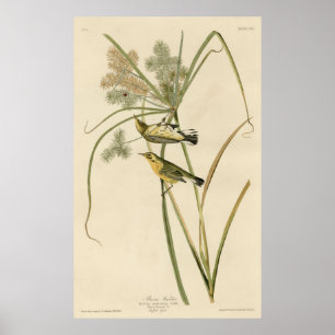 Bird, Amerika, Prairie Warbler, Audubon, Vintage, Poster