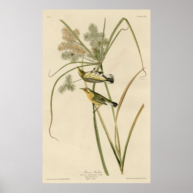 Bird, Amerika, Prairie Warbler, Audubon, Vintage, Poster (Vorne)