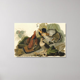 Bird, Amerika, Ruffed Grouse, Audubon, Canvas, Leinwanddruck