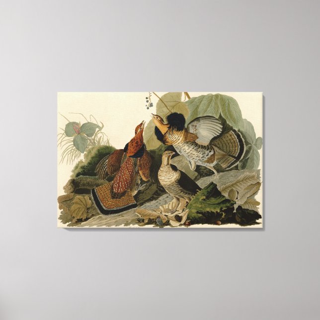 Bird, Amerika, Ruffed Grouse, Audubon, Canvas, Leinwanddruck (Vorderseite)