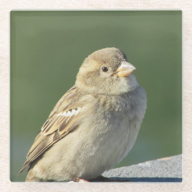 Bird Animal Foto Small Brown House Sparrow Glasuntersetzer (Vorderseite)