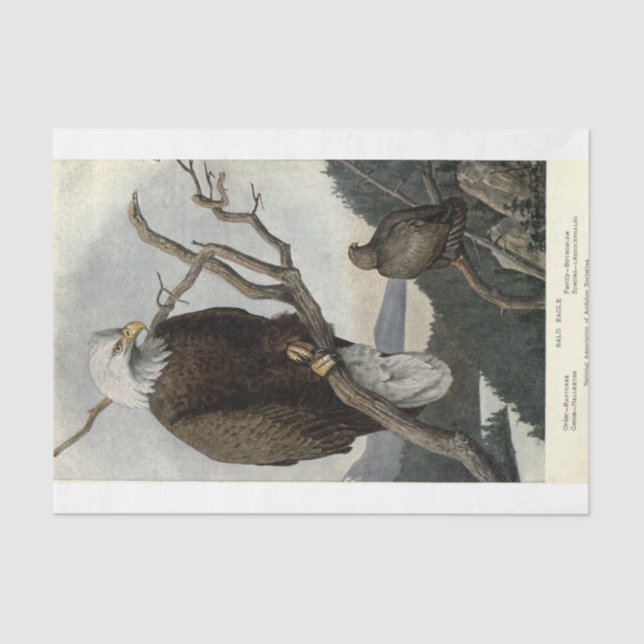 Bird Bald Eagle Ephemera Decoupage Seidenpapier (Vorderseite)