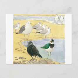 Bird Beach Wildlife Jackdaw Gull Sea Postcard Postkarte