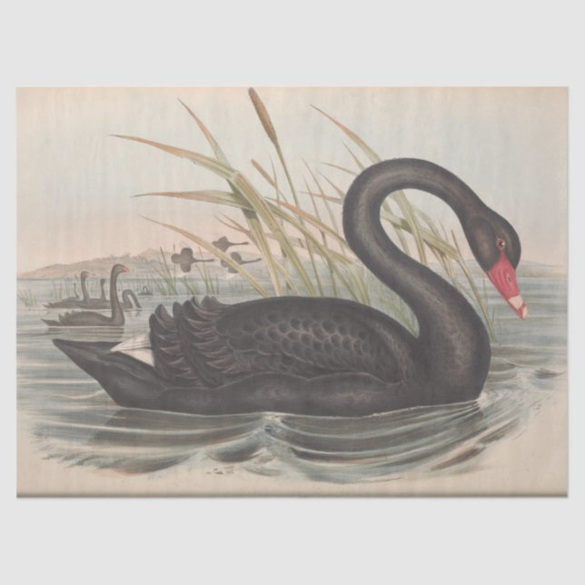Bird Black Swan Ephemera Decoupage Seidenpapier (Vorderseite)