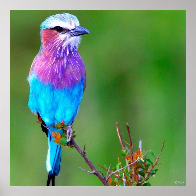 Bird Blue Poster (Vorne)