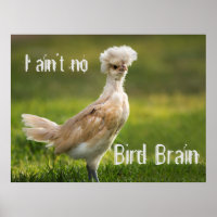 Bird Brain Funny Chicken