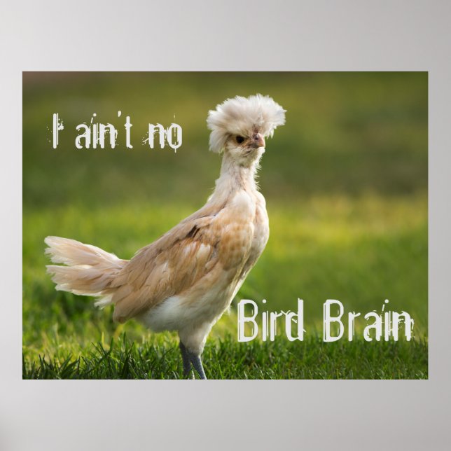 Bird Brain Funny Chicken Poster (Vorne)