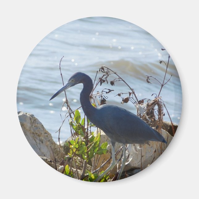 Bird By the Bay Little Blue Heron Safety Harbor Magnet (Vorne)
