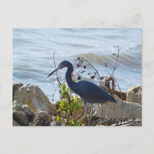 Bird By the Bay Little Blue Heron Safety Harbor Postkarte (Vorderseite)