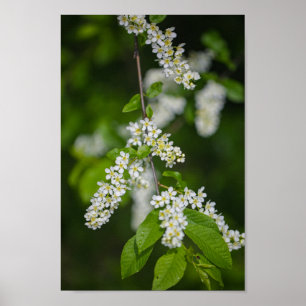 Bird Cherry Tree blüht Blume grün Poster