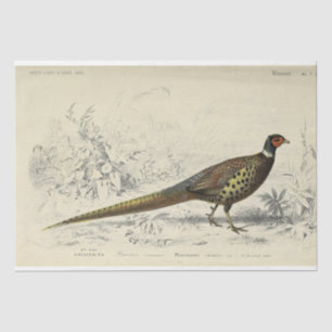 Bird Ephemera Decoupage Französisch Fasan Seidenpapier