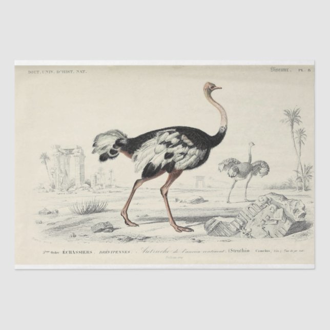 Bird Ephemera Decoupage French Ostrich Seidenpapier (Vorderseite)