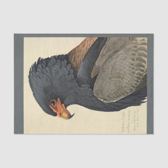 Bird Ephemera Decoupage Gray Eagle Seidenpapier (Vorderseite)