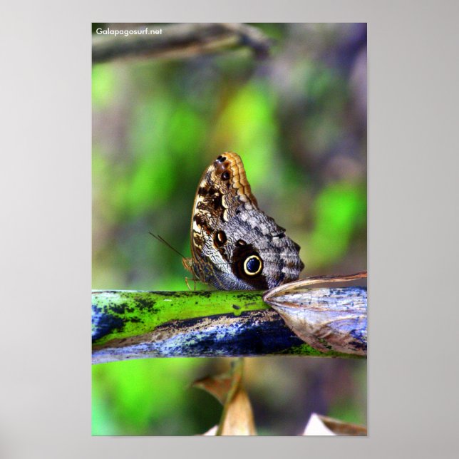 Bird Eye Butterfly Poster (Vorne)