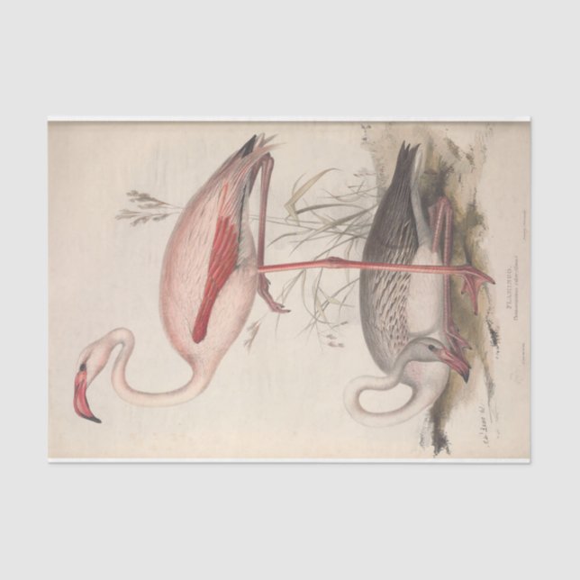 Bird Flamingo Ephemera Decoupage Seidenpapier (Vorderseite)