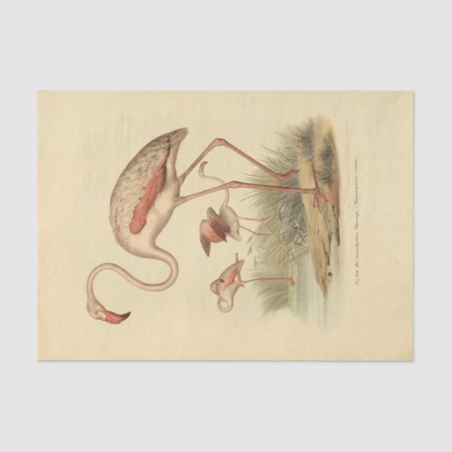 Bird Flamingo Ephemera Decoupage Seidenpapier (Vorderseite)