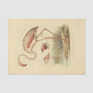 Bird Flamingo Ephemera Seidenpapier