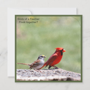 Bird Foto Foto und Grafik ~ risingdove.