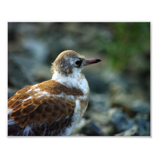 Bird Foto/Young Gull/Bird Lover Gift/ Fotodruck (Vorne)