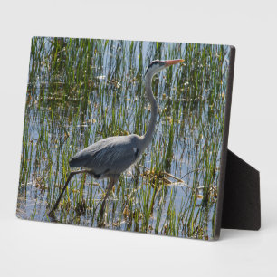 Bird Great Blue Heron Foto Fotoplatte