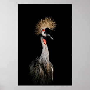 BIRD IN BRASILIEN POSTER