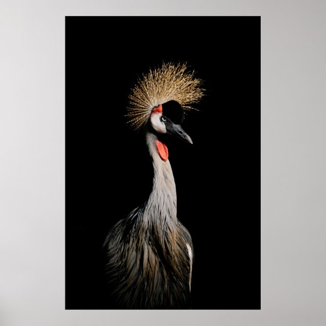 BIRD IN BRASILIEN POSTER (Vorne)
