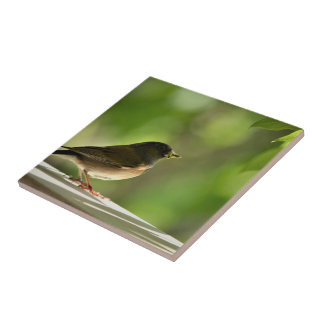 Bird in green leaves background fliese