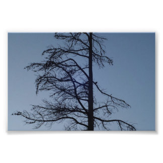 Bird in Tree Silhouette Print Fotodruck