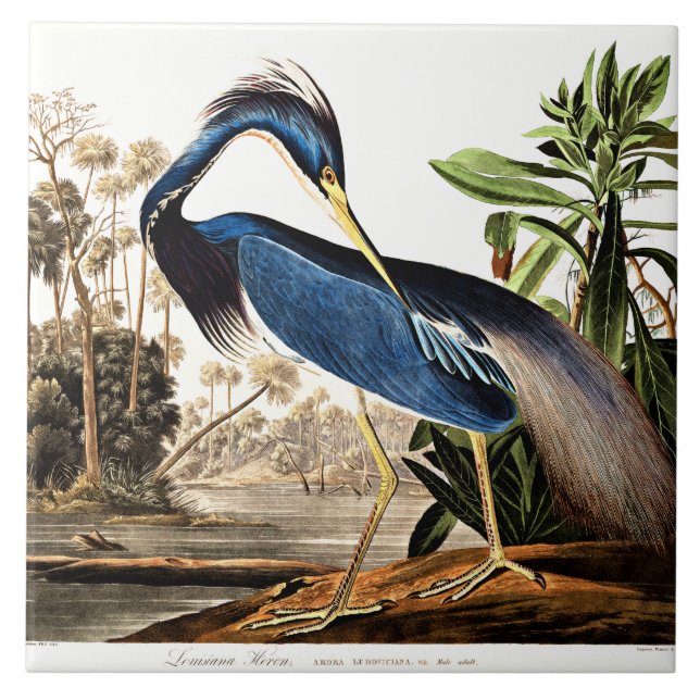 Bird - Louisiana Heron von John James Audubon Fliese (Vorderseite)