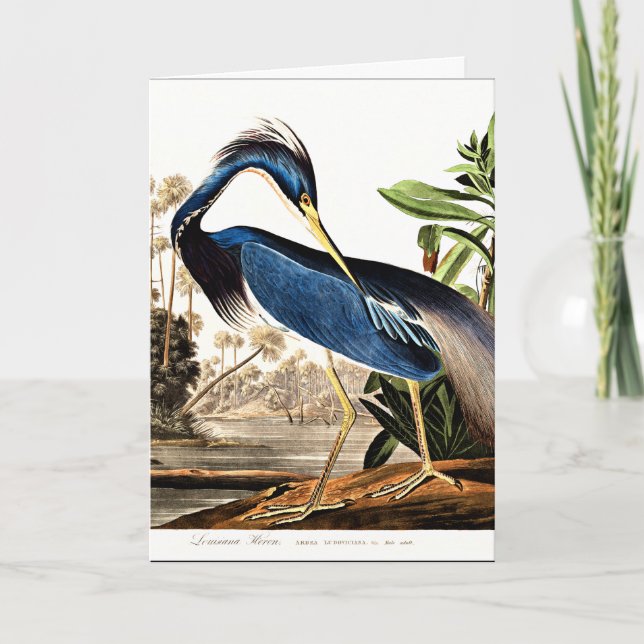 Bird - Louisiana Heron von John James Audubon Karte (Vorderseite)