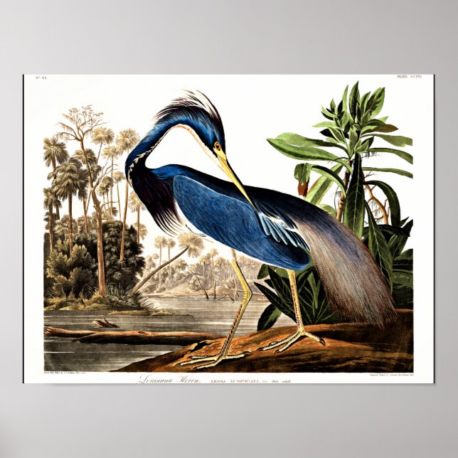 Bird - Louisiana Heron von John James Audubon Poster (Vorne)