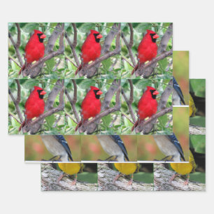 Bird Lover's - 3 Design - Jedem Anlass Geschenkpapier Set