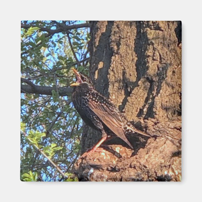 Bird Magnet (Vorne)