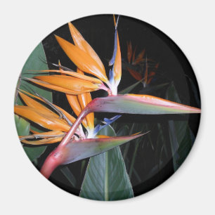 Bird Magnet