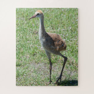 Bird Nature Sandhill Crane Wildlife Fotografy Puzzle