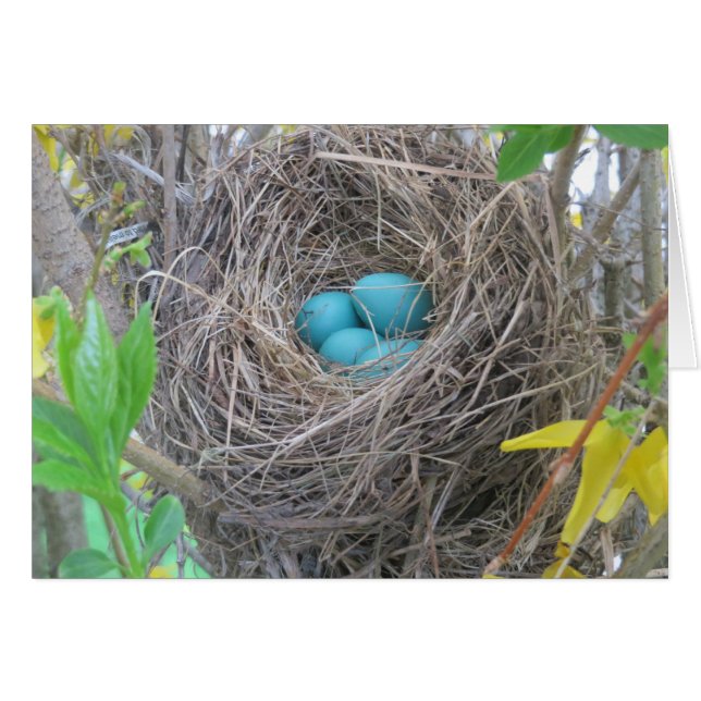 Bird Nest (Vorderseite (Horizontal))