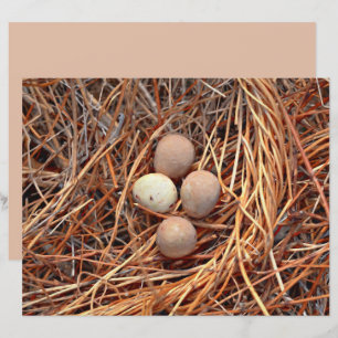Bird Nest Brown Eggs Altes Vintages antikes Retro