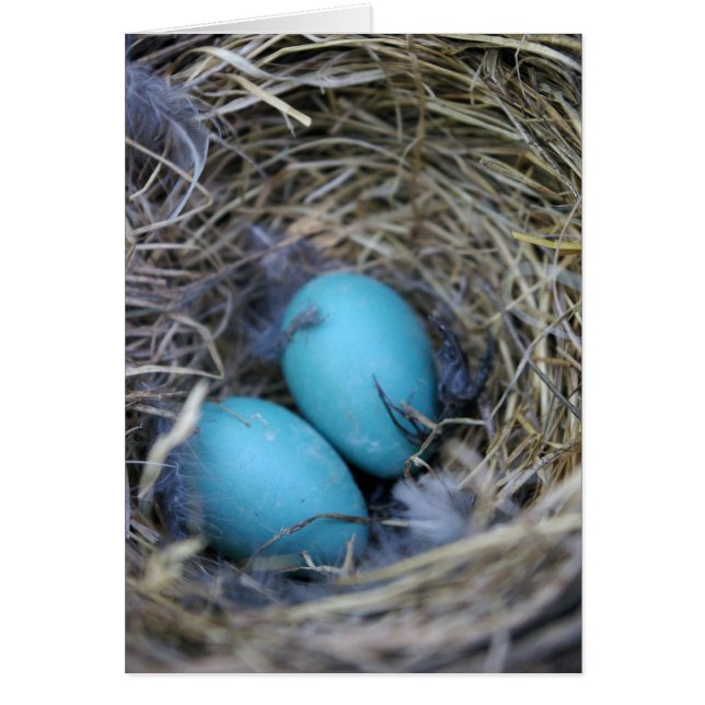Bird Nest Card (Vorne)