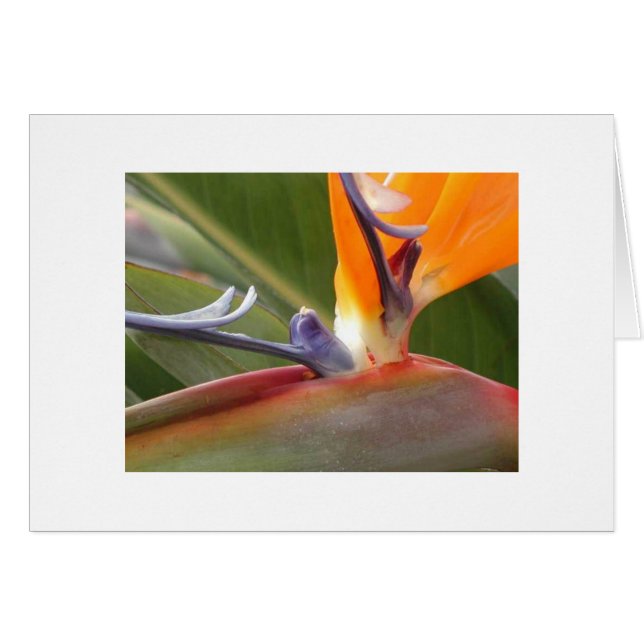 "Bird of Paradise Blossom" (Vorderseite (Horizontal))