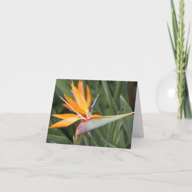 Bird of Paradise Blume Blank Note Card (Vorderseite)