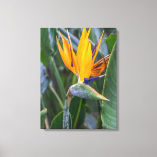 Bird of Paradise Blume Blick Leinwand drucksvoll