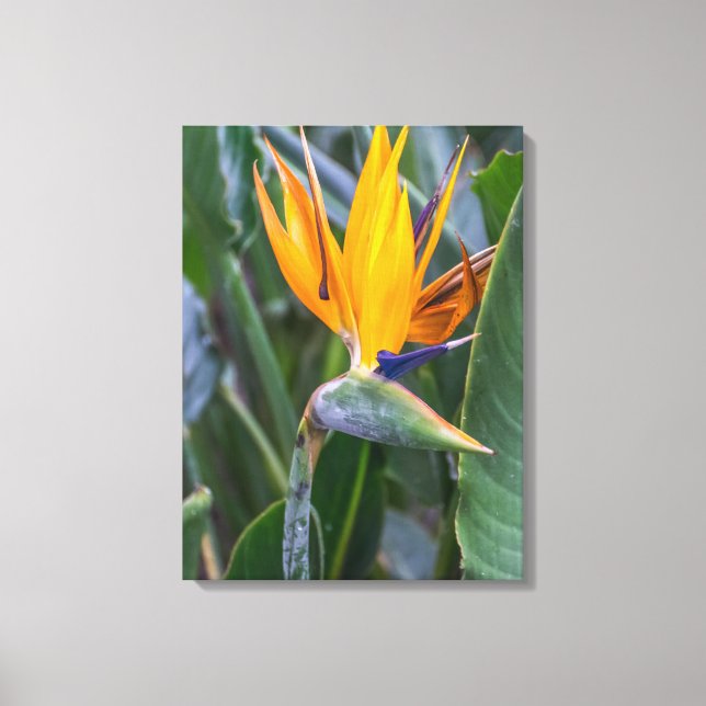 Bird of Paradise Blume Blick Leinwand drucksvoll (Vorderseite)