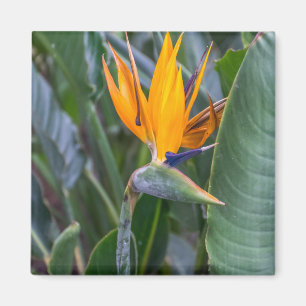 Bird of Paradise Blume View Kühlschrankmagnet Magnet