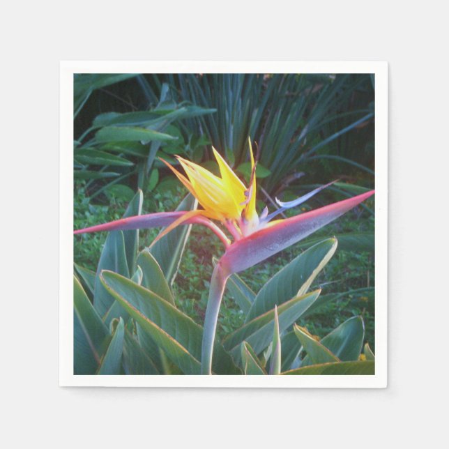 *Bird of Paradise* Cocktail Napkins Serviette (Vorderseite)