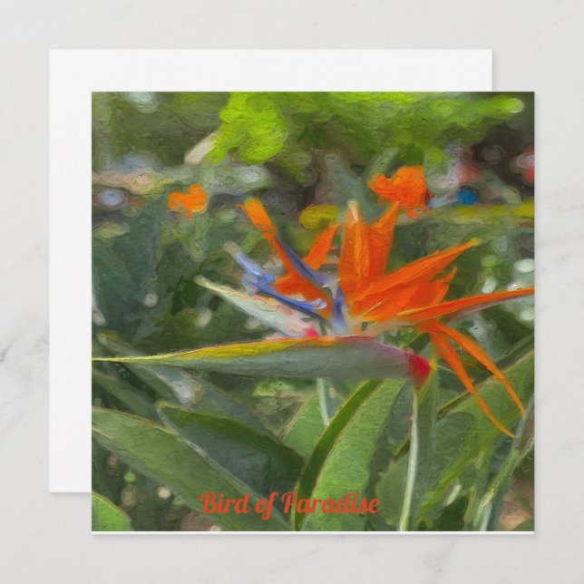 Bird of Paradise Oil Painting Mitteilungskarte (Vorne/Hinten)