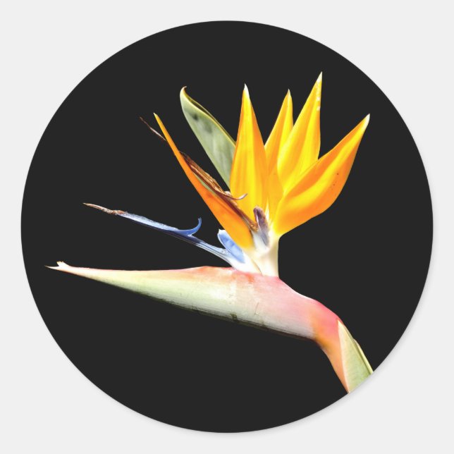 Bird of Paradise Pflanze Stickers (Vorderseite)