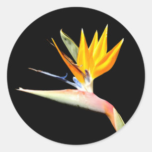Bird of Paradise Pflanze Stickers